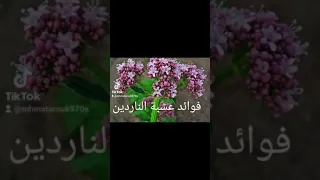 فوائد عشبة الناردين 