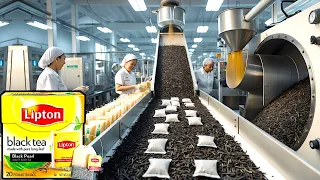 انظروا ما يحدث داخل مصانع الشاي الأسود طريقة إنتاج الشاي الأسود 