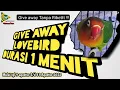 Lagu GIVE AWAY LOVEBIRD DURASI 1 MENIT !!! Ikuti Tanpa Ribettt !