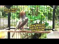 Download Lagu Suara prenjak ngotot di pagi hari pas buat tes mental prenjak lain