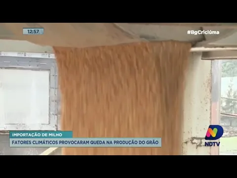 Importação do milho: fatores climáticos provocaram queda na produção do grão em SC