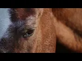 Horse closeup