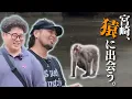 Download Lagu When I went on a trip to Miyazaki with Yuji, we ended up on an island where only monkeys live. [M...