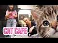 I went to London s CAT CAFE worth it Not sure