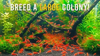 Neocaridina Shrimp Breeding Basics 7 Essentials That ACTUALLY Matter