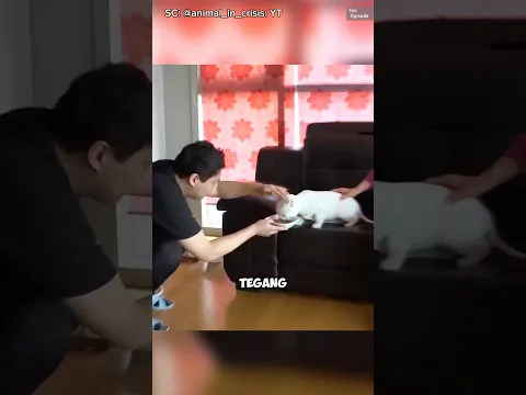 Mengapa Kucing Ini Sangat Galak⁉️🤯 (@animal_in_crisis)