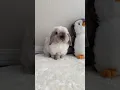 Download Lagu Do bunnies need to take baths? 🐰🛁