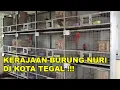 Download Lagu KERAJAAN BURUNG NURI YANG DILINDUNGI NEGARA ! ADA DI TEGAL