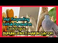 Download Lagu Hal Terpenting untuk PENGGACORAN burung anggungan ||PERKUTUT @mangoendjoyochannel8053