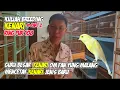 Download Lagu KULIAH BREEDING Part 2 Guru Besar Kenari OM Fanyung ring Pur 108 Malang #burung #kenarigacor 