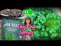 Chia Seed Sprouts Microgreens the EASY way
