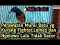 Download Lagu Cara Perawatan Murai Batu Yg Kurang Fighter,Lemas,Ngelowo Beserta Tidak Gacor❗️
