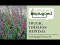 Gardening Unplugged - Tough Timeless Baptisia with Abigail Almonte