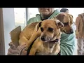 Local animal rescue to open free vaccine clinic with low-cost spay neuter access