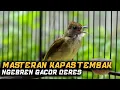 Download Lagu Masteran Kapas Tembak Ngebren Gacor Deres!