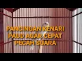 PANCINGAN KENARI PAUD AGAR CEPAT PECAH SUARA