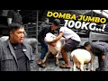 Download Lagu KADO ULTAH PERTAMA..! DOMBA LUCU JUMBO 100KG..!