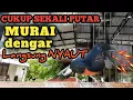 Lagu Suara Kicauan murai GACOR AMPUH NAIKAN EMOSI MURAI DIAM JADI NYAUT NAIK BIRAHI MURAI LEMAS!
