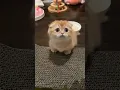 Download Lagu KADANG BIKIN AKU KESAL JEDAG JEDUG FULL BASS || KUCING LUCU #viraltiktok #short #story #kucinglucu