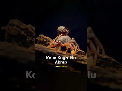 Kalın Kuyruklu Akrep 🦂