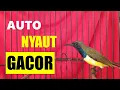 Download Lagu AUTO NYAUT GACOR: Sogon Cari LAWAN TARUNG  ...!!!  Sogok Ontong Apapun pasti NYAUT GACOR...