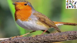 صوت طائر ابو الحن جودة عالية Chant Oiseaux Rouge Robin Bird Song صوت عصفور حميراء الطيور المغردة 