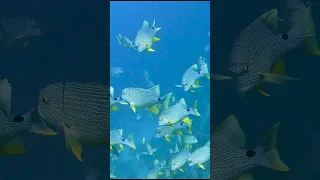 RARE Sailfin Snapper Spawning Aggregation on the Great Barrier Reef