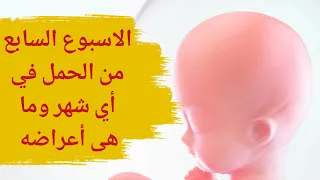 الاسبوع السابع من الحمل اي شهر وماهي اعراض الحمل في الاسبوع السابع الاسبوع 7 من الحمل اي شهر 