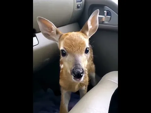 घर में आया नन्हा मेहमान | Baby Deer की Emotional Story