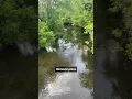 What s the latest plan to remove PCBs from the Housatonic River