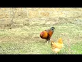 Download Lagu Ayam jantan memanggil ayam betina