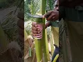 Download Lagu 637 coconut toddy tapping great product#natural#fresh#drink