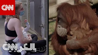 شاهد ما فعلته أنثى قرد عندما رأت امرأة ت رضع طفلها أمامها 