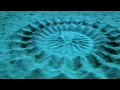 Puffer Fish Creates This Blue Water Art