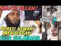 Download Lagu Viral... Reaksi hewan saat mendengar doa Nabi Sulaiman | Syaikh Mansur Al Salimy