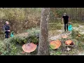 Download Lagu Mushroom Foraging. Nagkalat na ang Malalaking Kabute sa Gubat! Pick, Clean, Cook and Eat! Penny Bun!