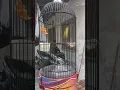 Pleci berengan wilis masteran 2 minggu nata materi kenari dan bren mantenan kecil.