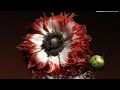 AMAZING ALGORITHMIC GENDER AI GENERATED FLORAL FLOWER DESIGNS-HANNESH HUMMEL MUSICAL PICSHOTS