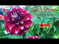 Download Lagu How to plant a DAHLIA bed. #garden #dahlias