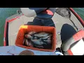 Slab Crappie in Hot July Lake Murray