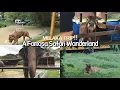 Download Lagu Melaka Trip Part 2 | A’FAMOSA SAFARI WONDERLAND | Best Zoo Experience Everrrr | duuduu’s travelogue