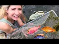 Download Lagu RARE African Cichlids and MONSTER FISH | Summerland Fish Farms (FULL TOUR!)