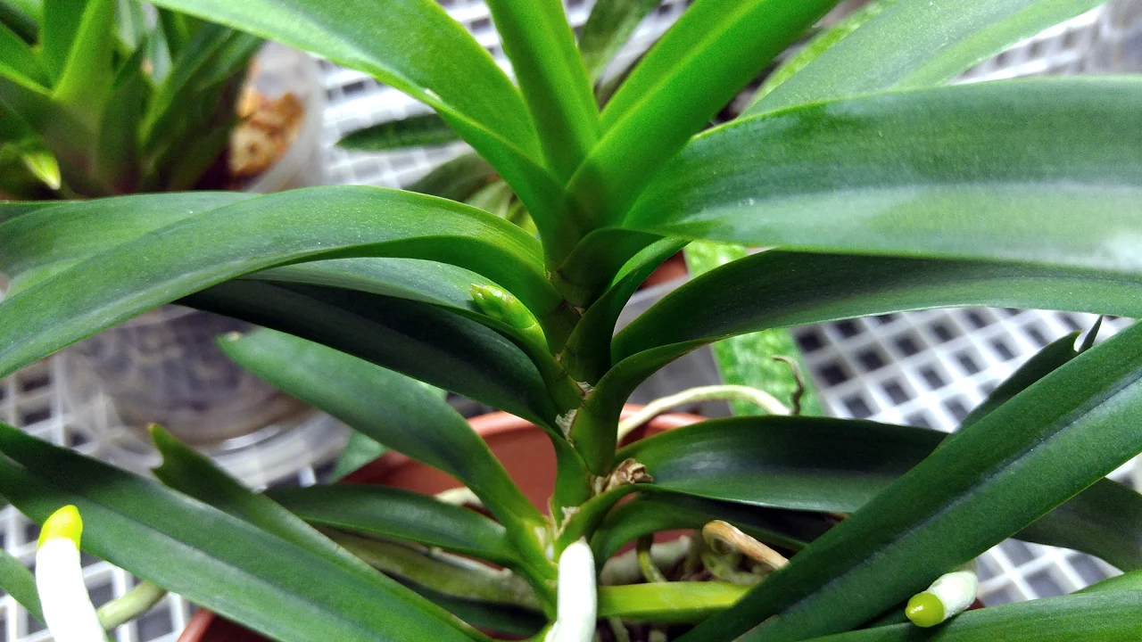 APRIL 2017 ORCHIDS UPDATE: NEW SPIKES, BUDS, GROWTHS