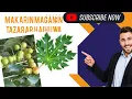 Download Lagu MAKARIN MAGANIN TAZARAR HAIHUWA  KOWANNE IRI