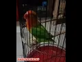 Lagu Lovebird Ngekek Mewah |ngekek durasi 5 menit tanpa jeda