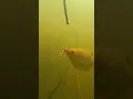 Download Lagu anda tidak akan pernah dapat ikan, jika pasang umpannya seperti ini #mancing #underwater #fishing