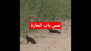 النمس اذكى حيوان بالعالم وينك وينك ياناموسة 