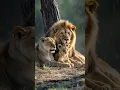 Download Lagu The warmth of togetherness of the Lion family taking shelter in the rain