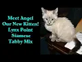 Meet Angel - Our New Kitten Lynx Point Mix