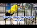 Lagu Kepodang lokal jawa gacor dor.Pancingan kepodang malas bunyi